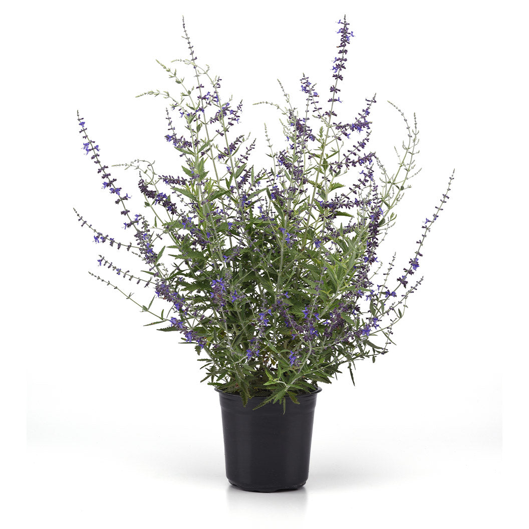 Better Versions&amp;reg; Crazyblue Russian Sage Plant