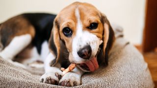 Beagle dog chewing on chicken bone