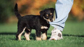 Puppy biting person's leg