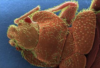 <em>C. lectularius</em>, the common bedbug, hides in cracks and crevices in furniture, floors and walls and comes out at night to feed on its favorite meal, human blood. It grows up to 0.3 inches (7 millimeters) long and can live up to one year. The tiny