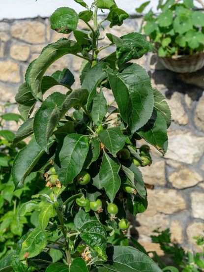 Columnar Apple Tree