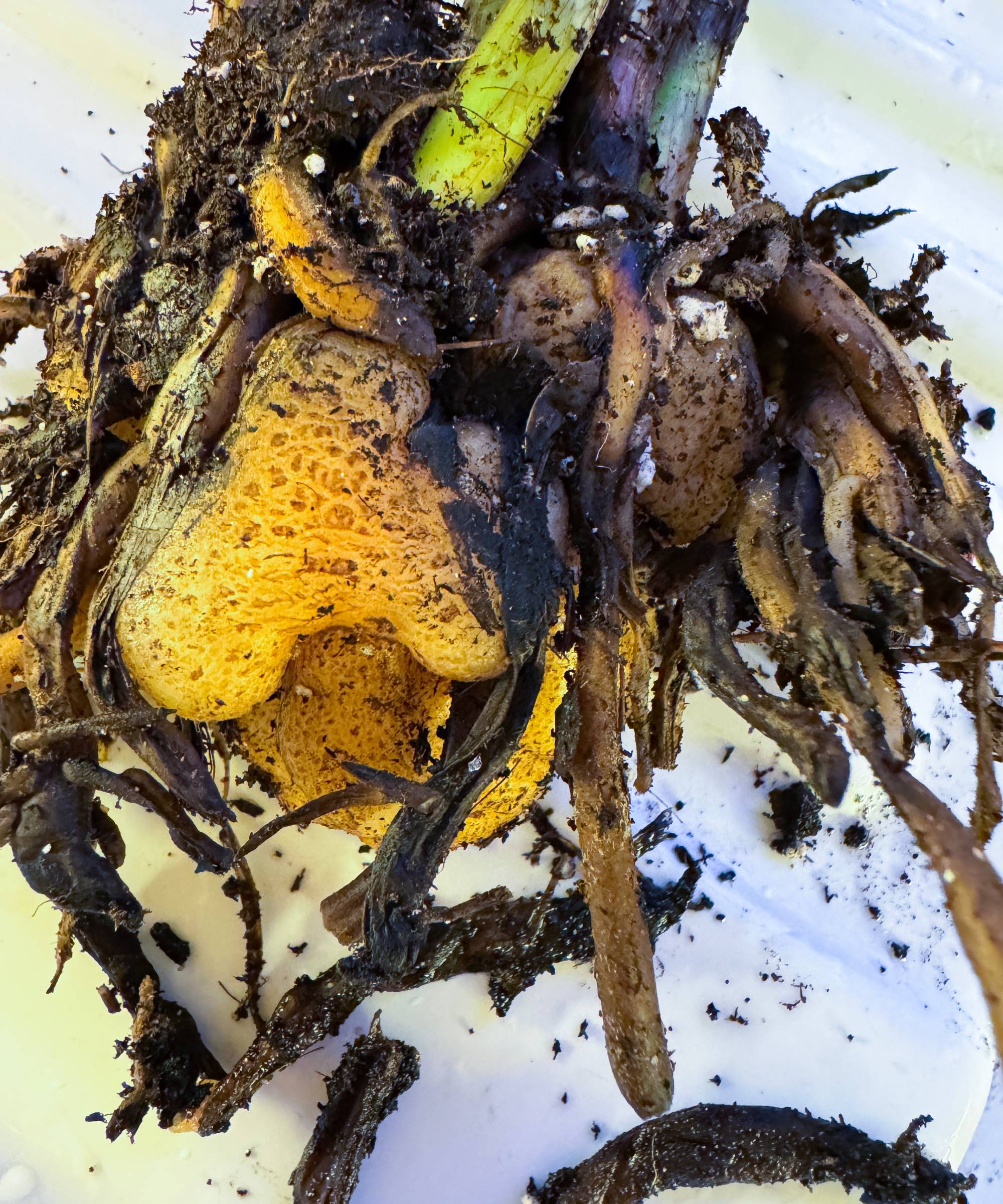 Close up of rotting roots