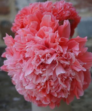 Ruffled pibnk petals of 'Frosted Salmon' poppy