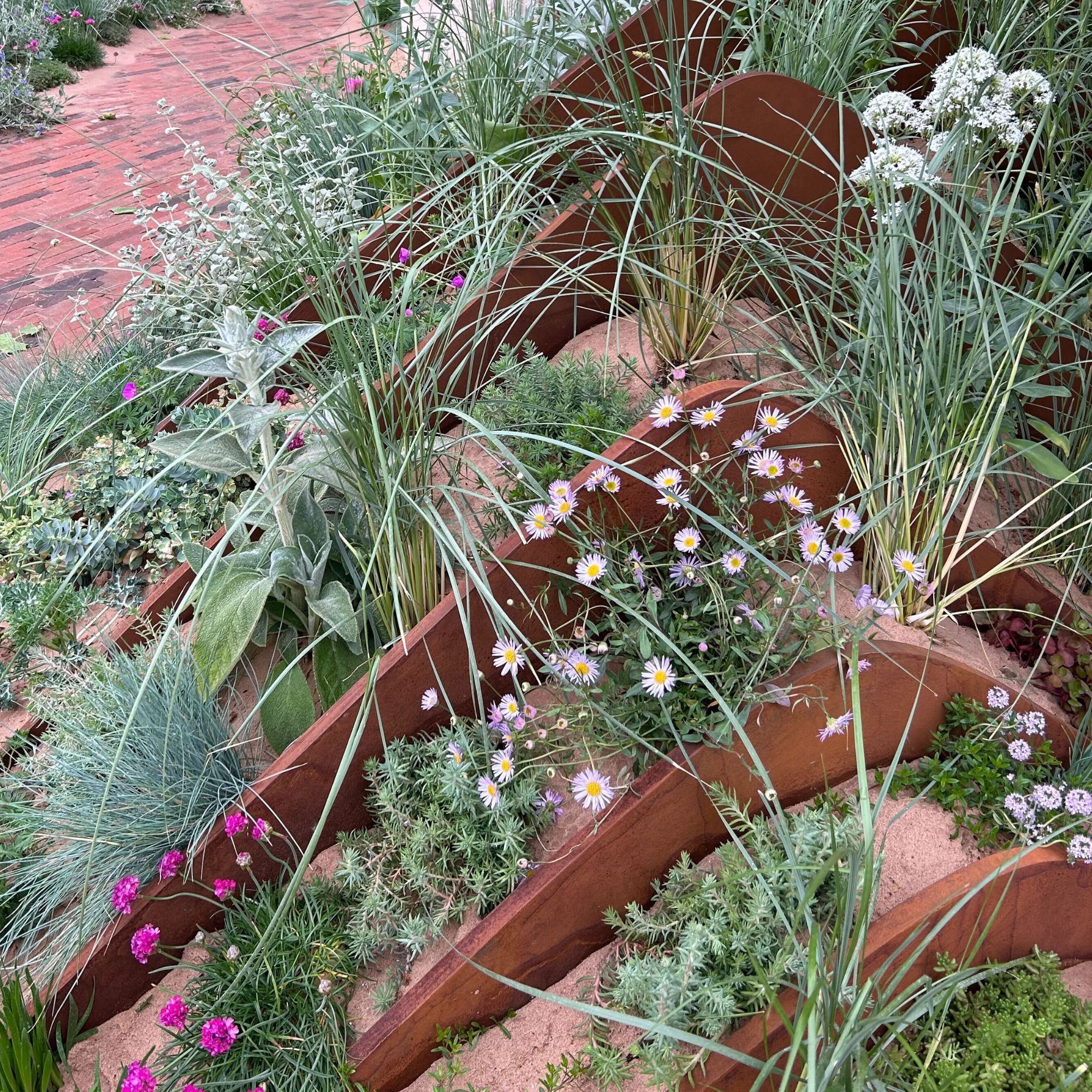 Plants growing in sand in The Hospitalfield Arts Garden at the RHS Chelsea Flower Show 2025