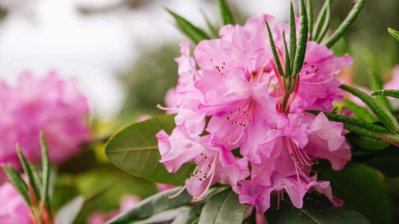 pink rhododendron flowers