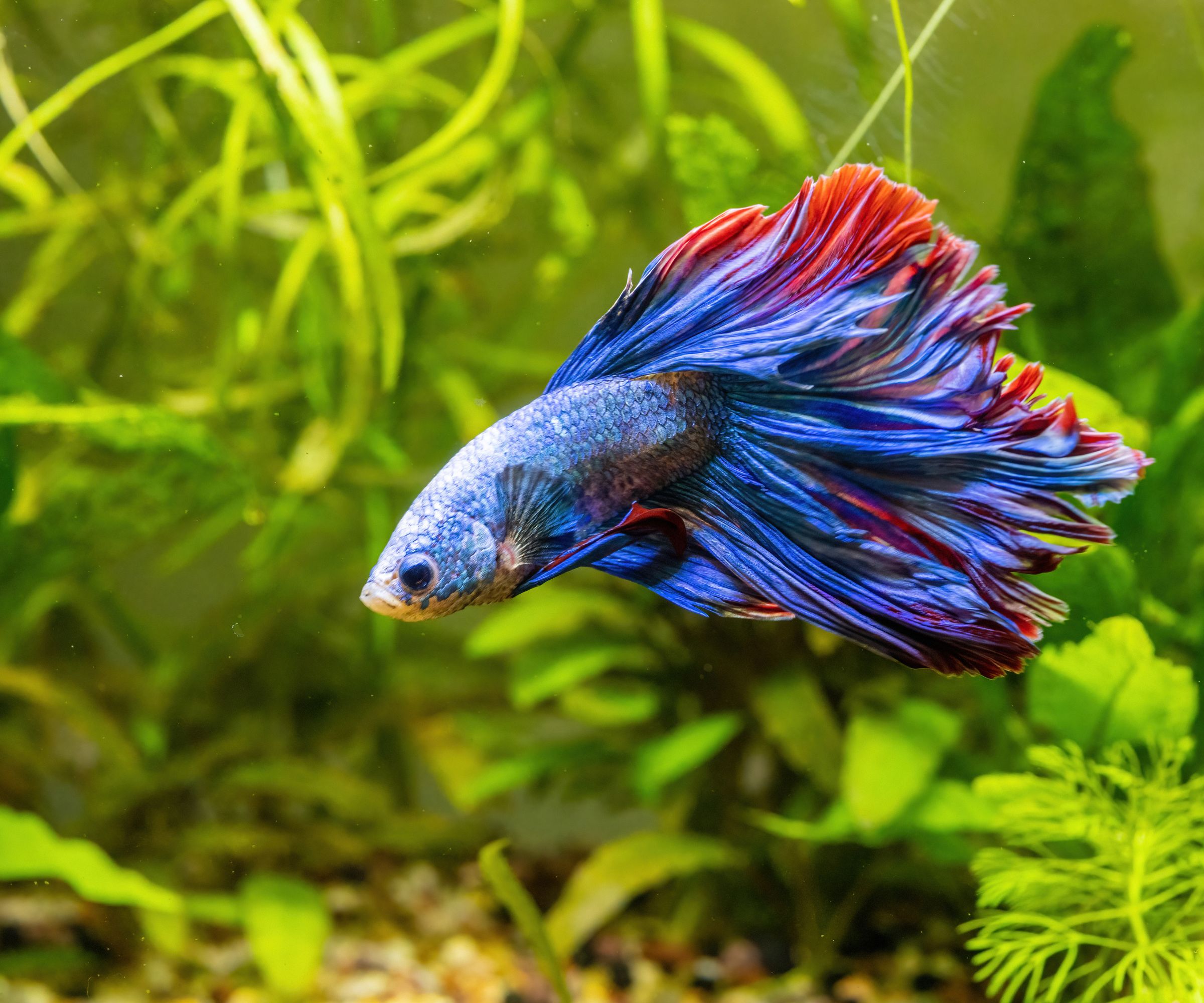 Blue Siamese Fighting Fish, Rosetail Halfmoon Aquarium Pet, Blue Red Betta Splendens in Fish Tank Closeup