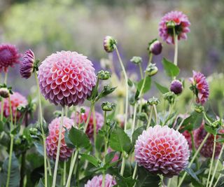 Keeping ducks, dahlias