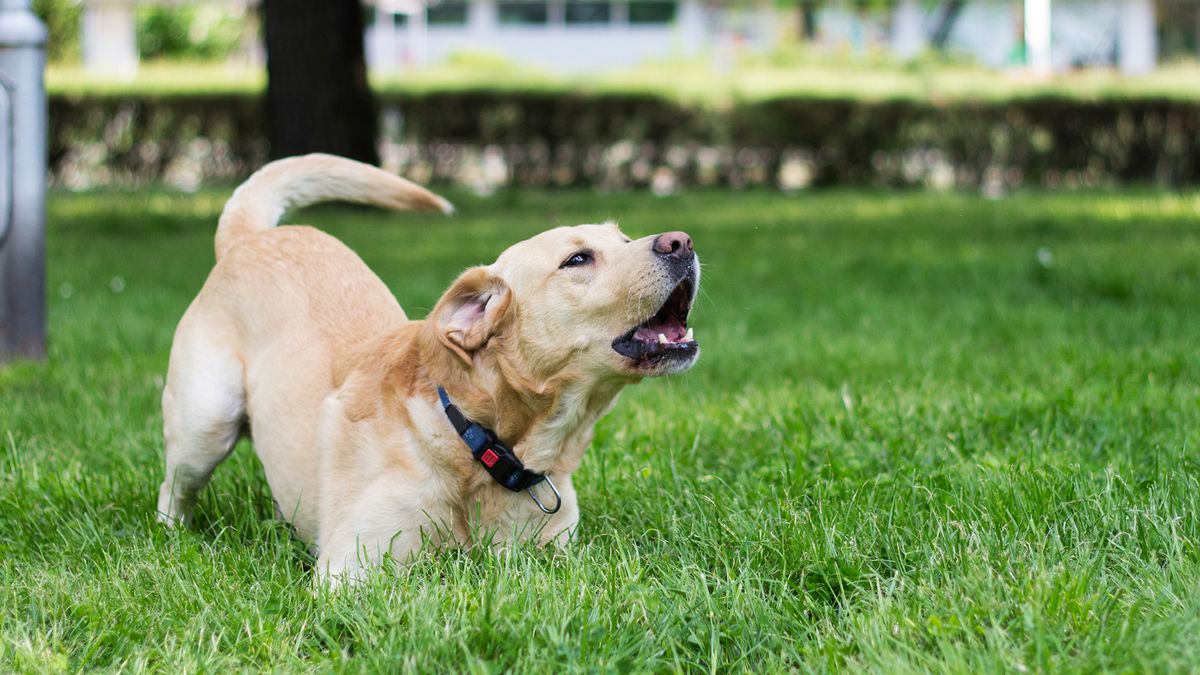 Labrador showing signs of reactivity in dogs