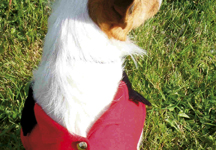 dog_hunting_coat.jpg
