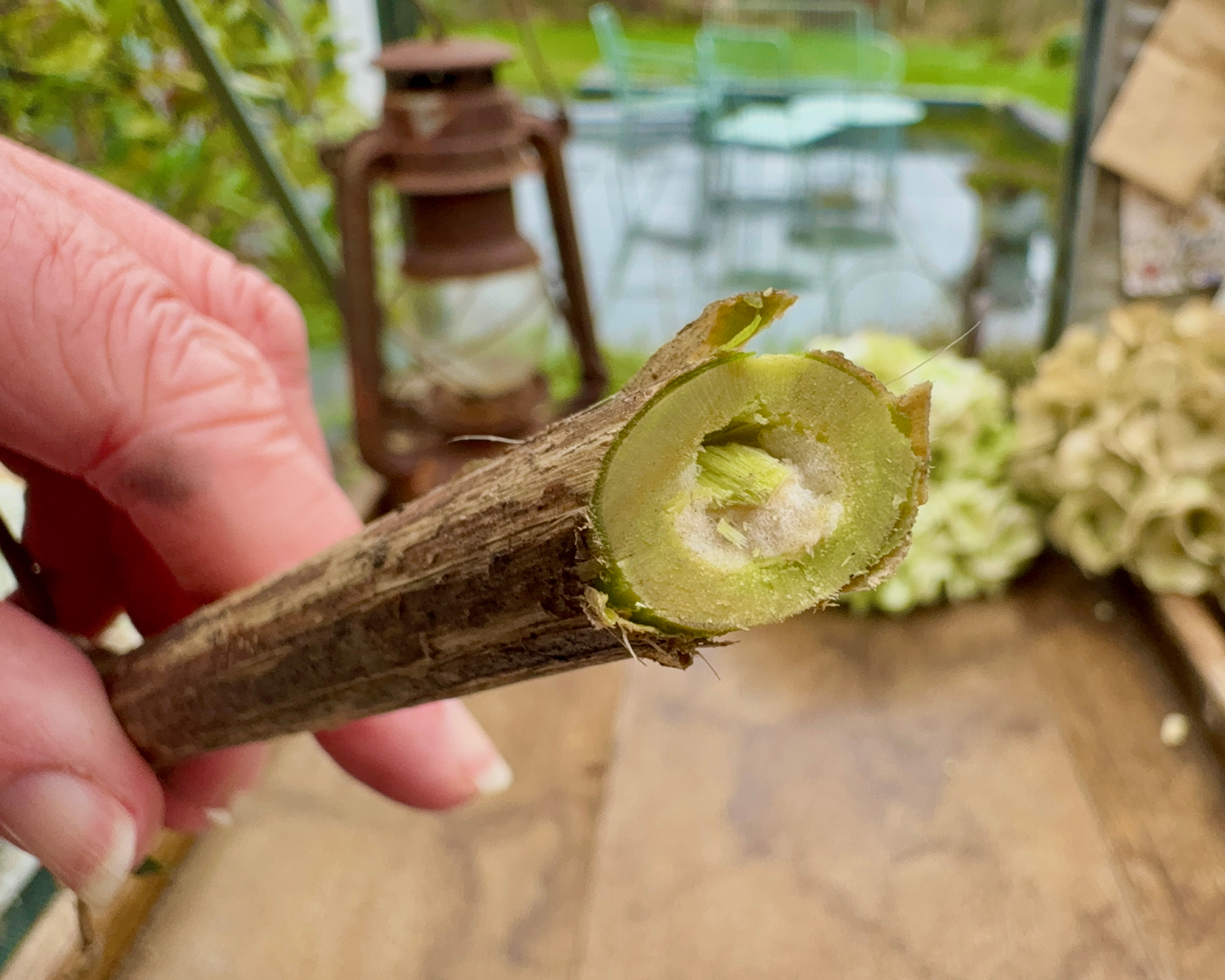 buddleja stem pruned with blunt pruners