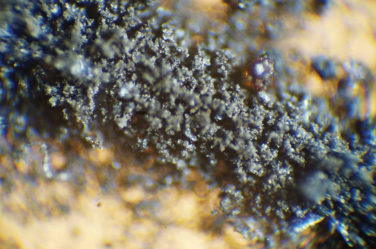 Magnified view of cockroach chyme containing "ground fines of lunar sample recovered from biological tests" after the Apollo 11 mission.