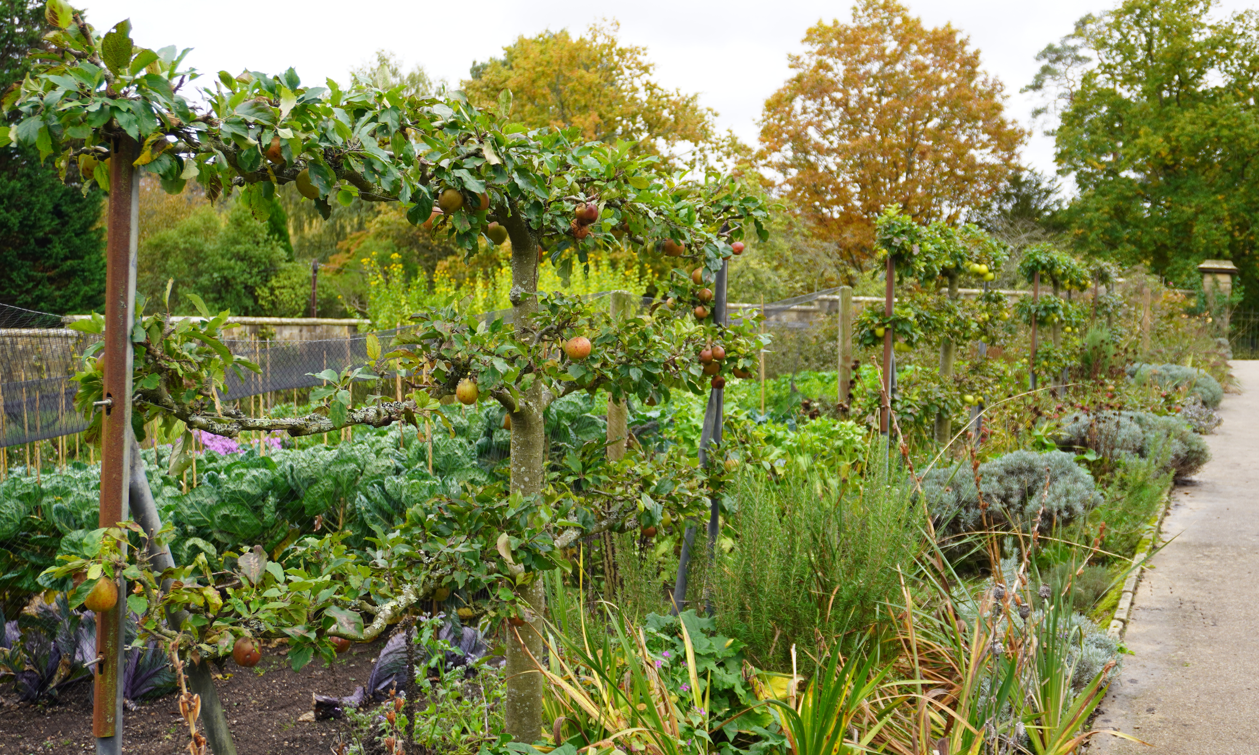Gravetye Manor fruit trees in kitchen garden