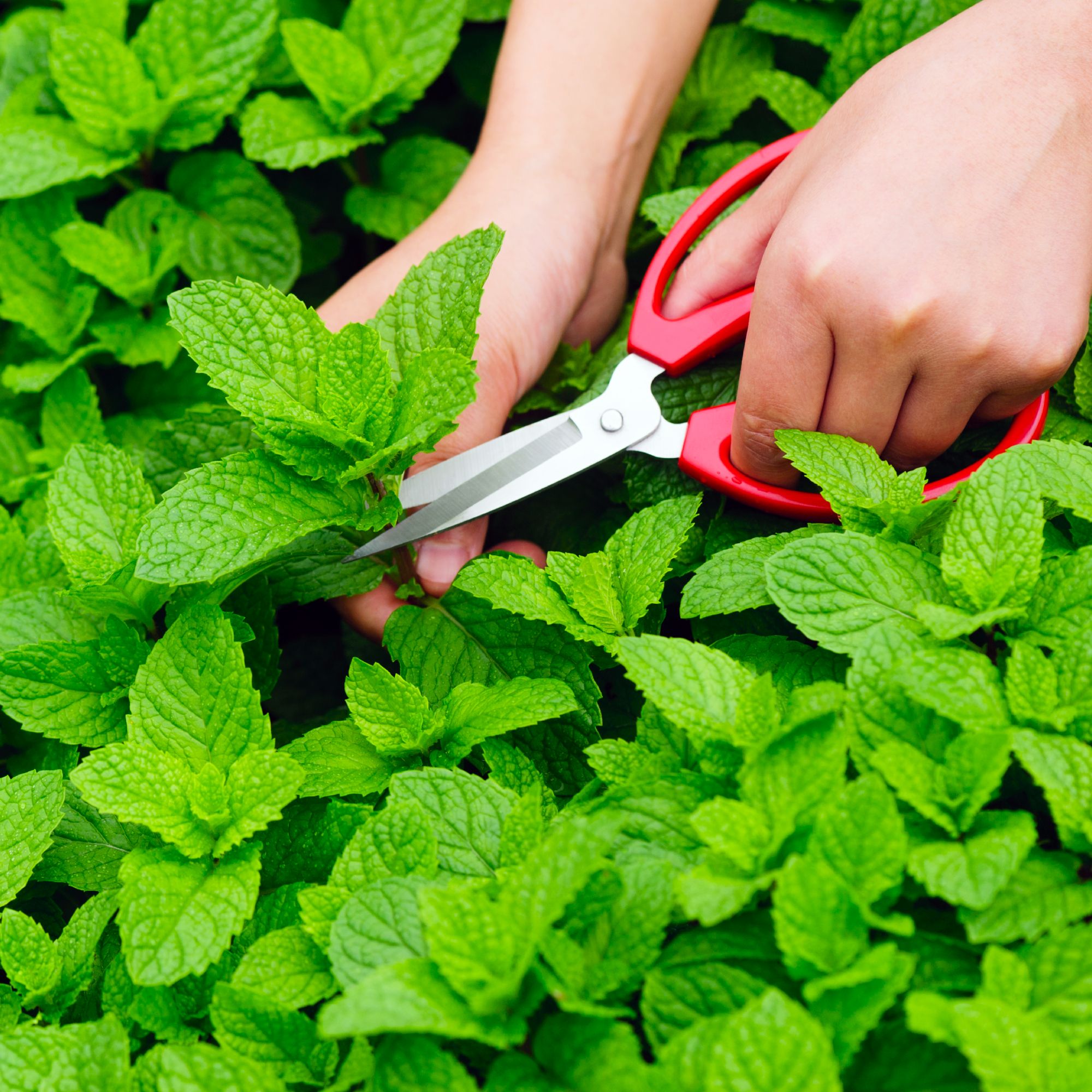 Hands picking mint plant in garden
