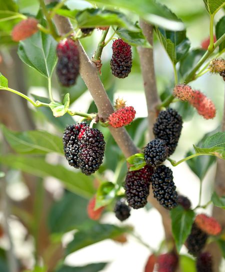 Buckingham Palace&rsquo;s Mulberry tree