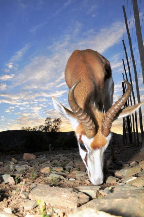 A springbok inspects the start.