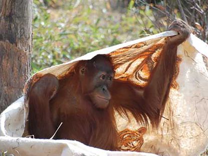 An orangutan 