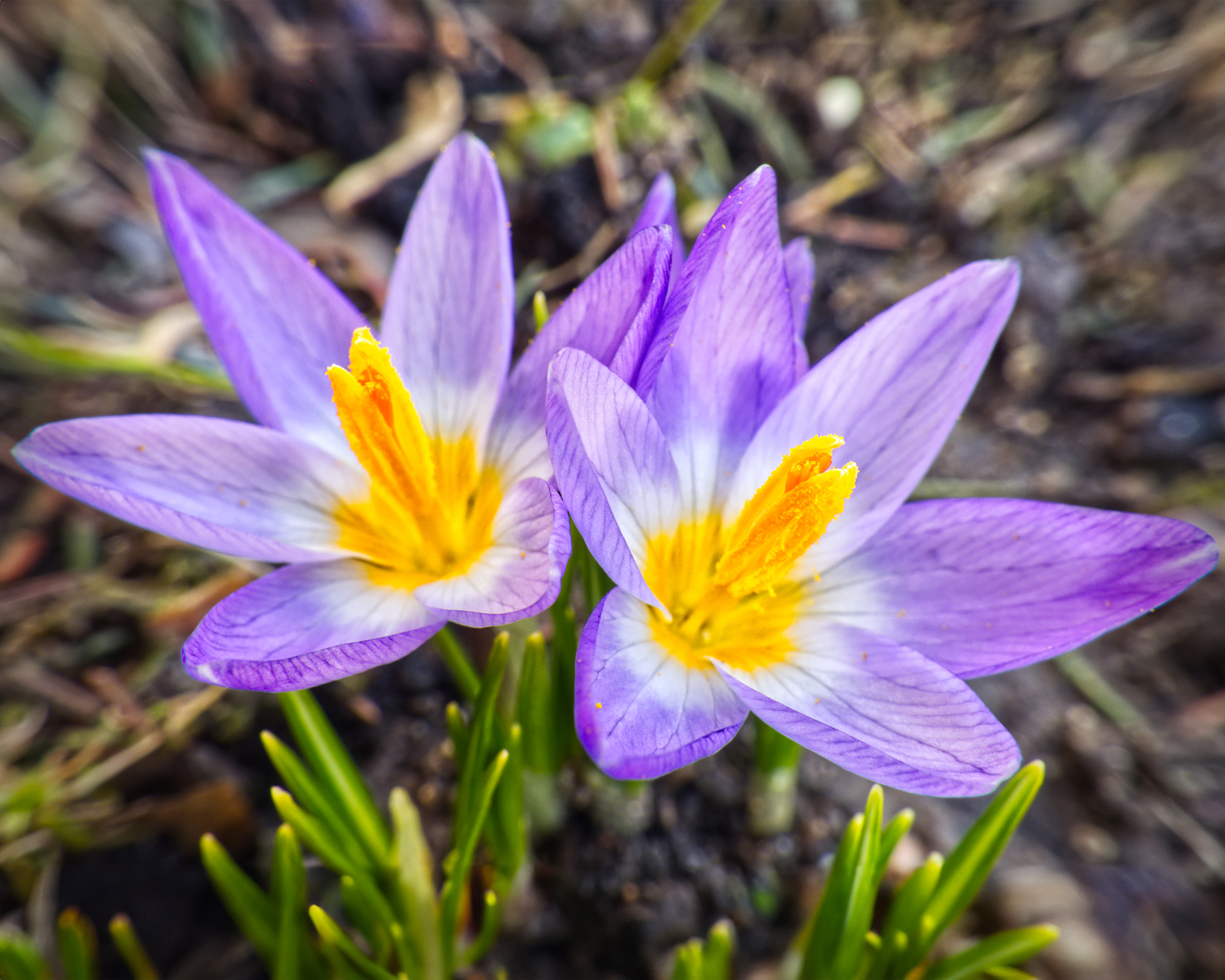 Tricolor crocus flowers