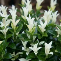 Euonymus japonicus Paloma Blanca | £19.99 at Crocus