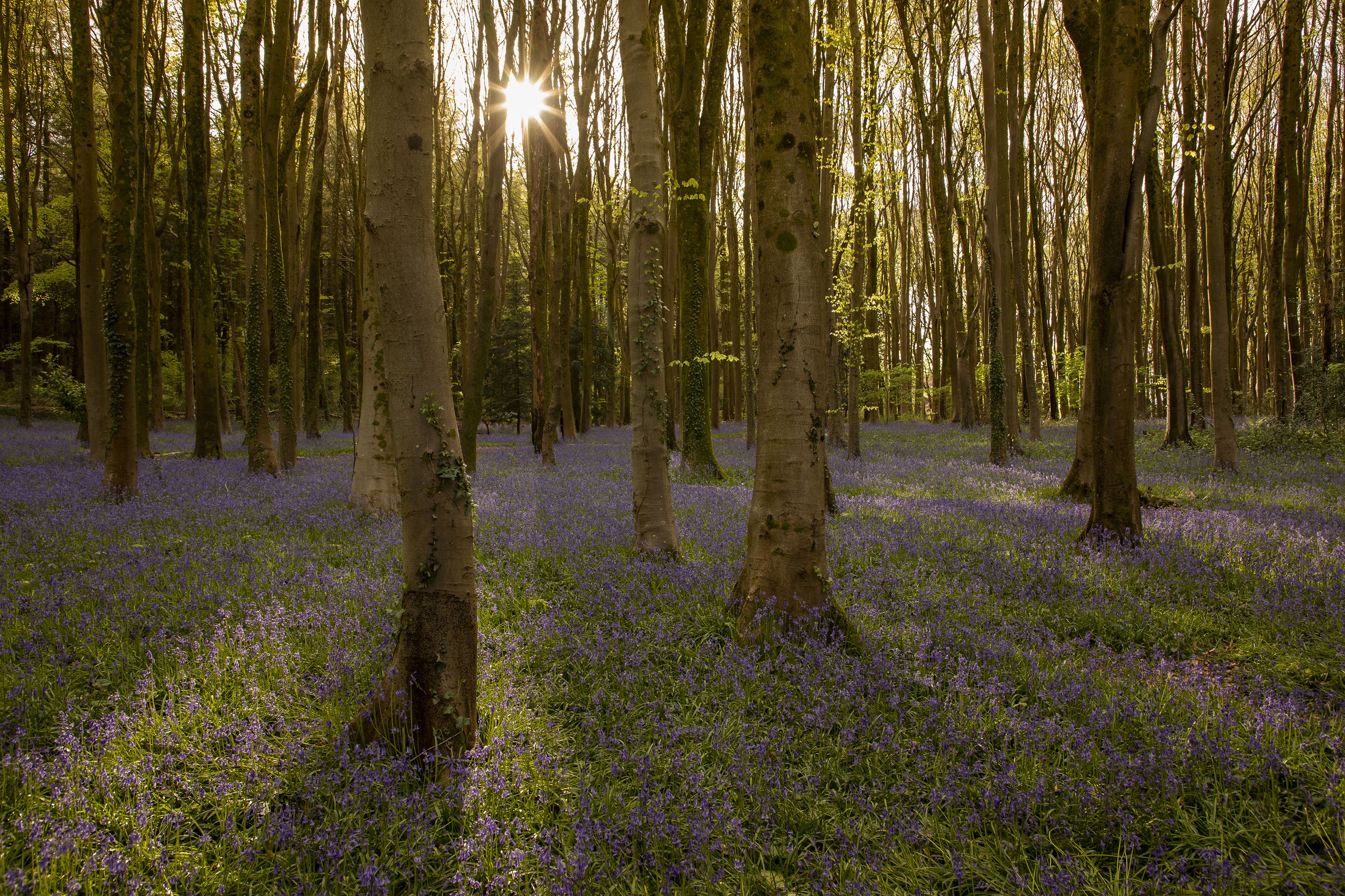 Bluebells and bluebells in forests
