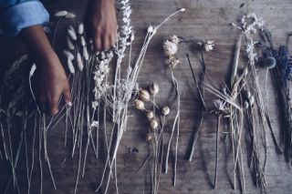 Anna Maynard's selection of dried flower stems