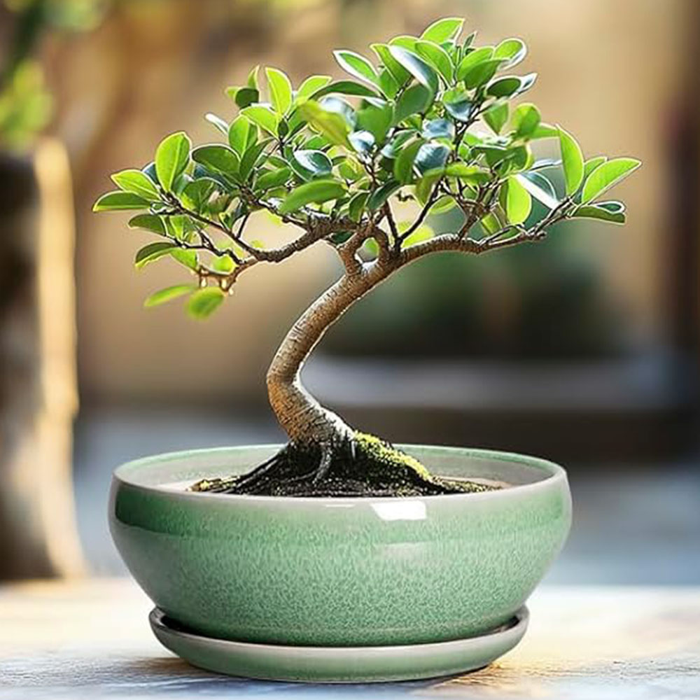 Bonsai tree in green planter