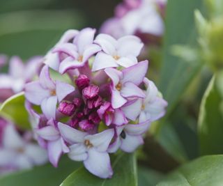 Daphne shrub in flower