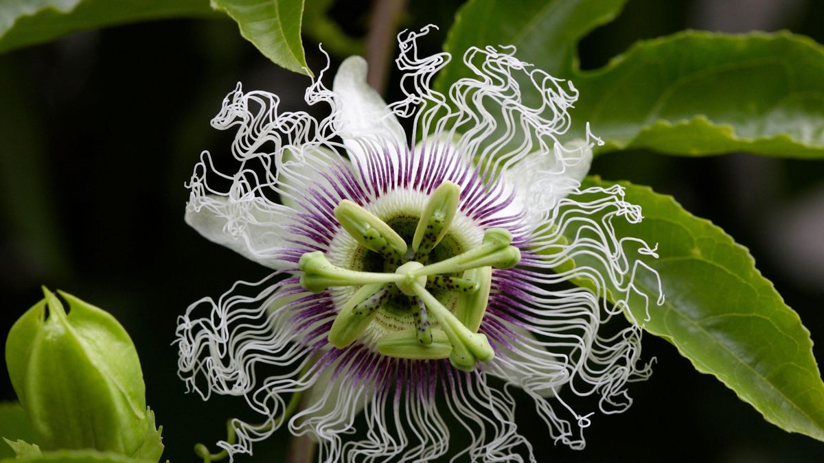 屋内で情熱の花を育てることができますか？植物の育った人は、エキゾチックで開花するブドウの木であなたの家に熱帯のタッチを追加する方法を明らかにします