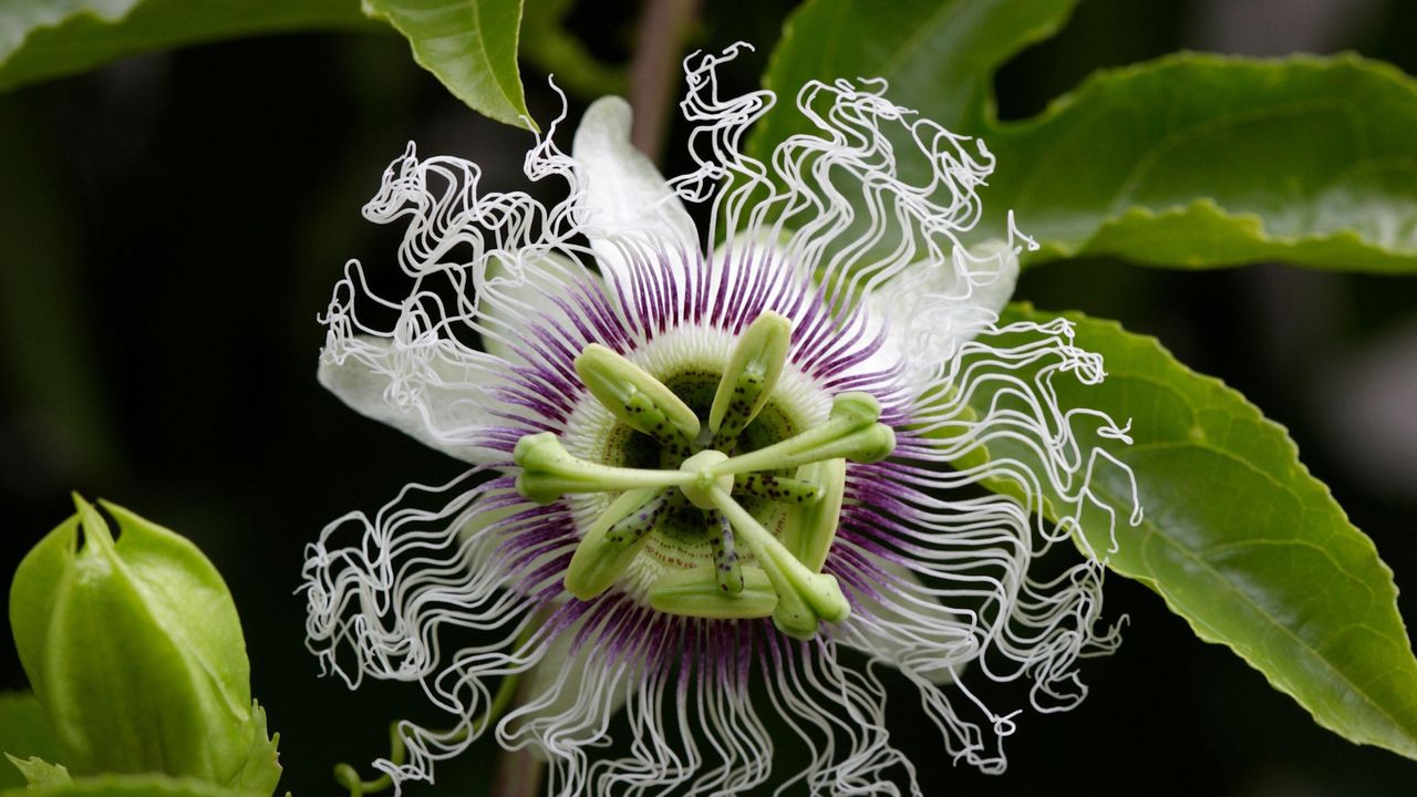 Passion flower with unusual white and purple star-like flowers and green leaves