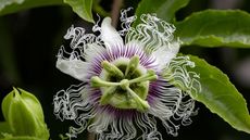 Passion flower with unusual white and purple star-like flowers and green leaves