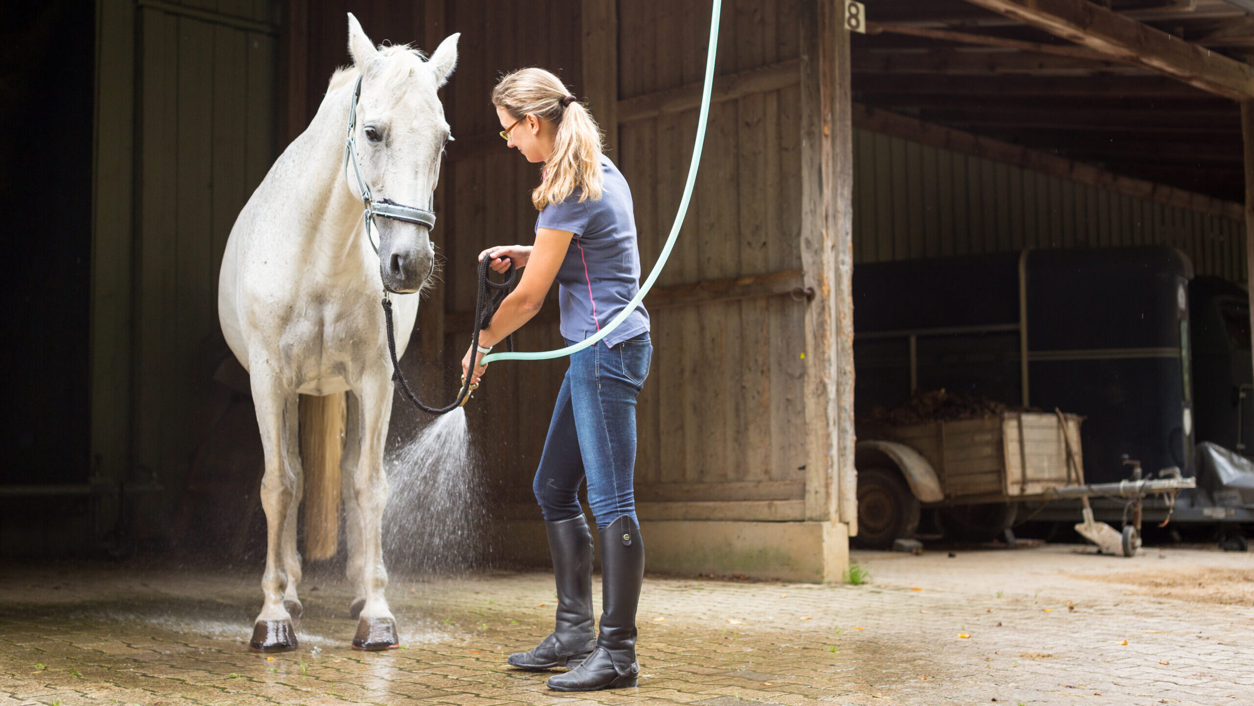 Woman hosing grey horse&amp;rsquo;s leg with hosepipe
