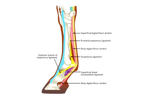 Tendons in a horse's leg