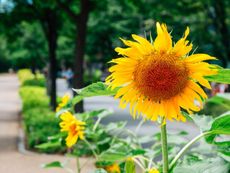 A sunflower blooming by a street