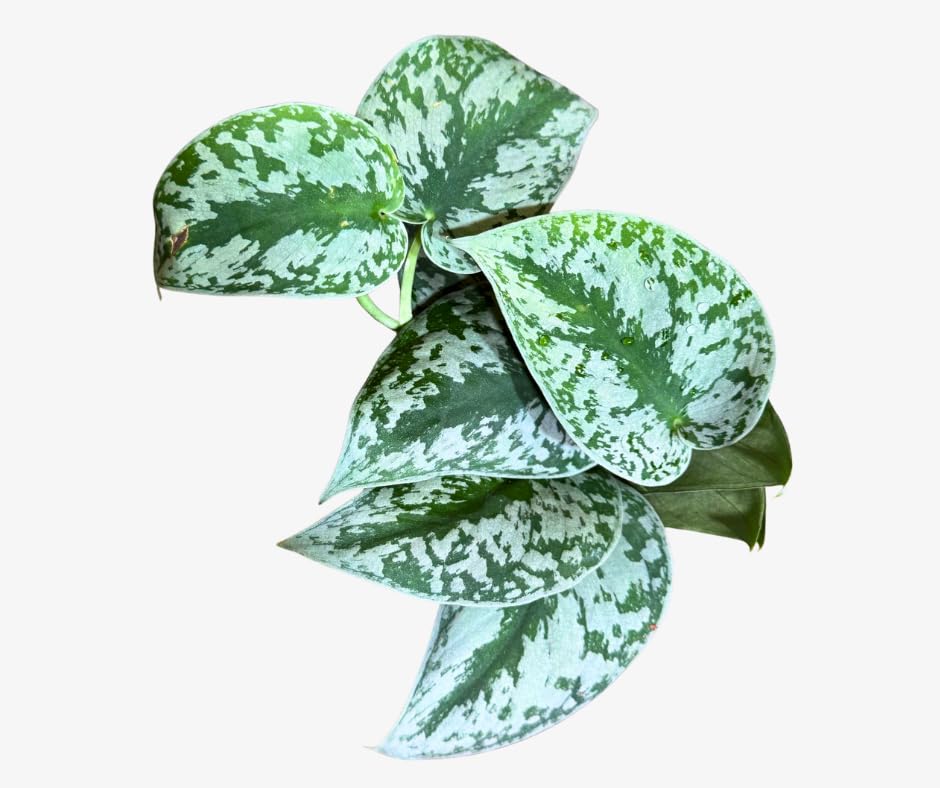 Plantvers Scindapsus Silver Exotica in a 4" Grow Pot - Silver Satin Pothos Plant &amp;ndash; Scindapsus Pictus Exotica Argyraeus - Rare Vining and Climbing Houseplants - Trailing Indoor Plant
