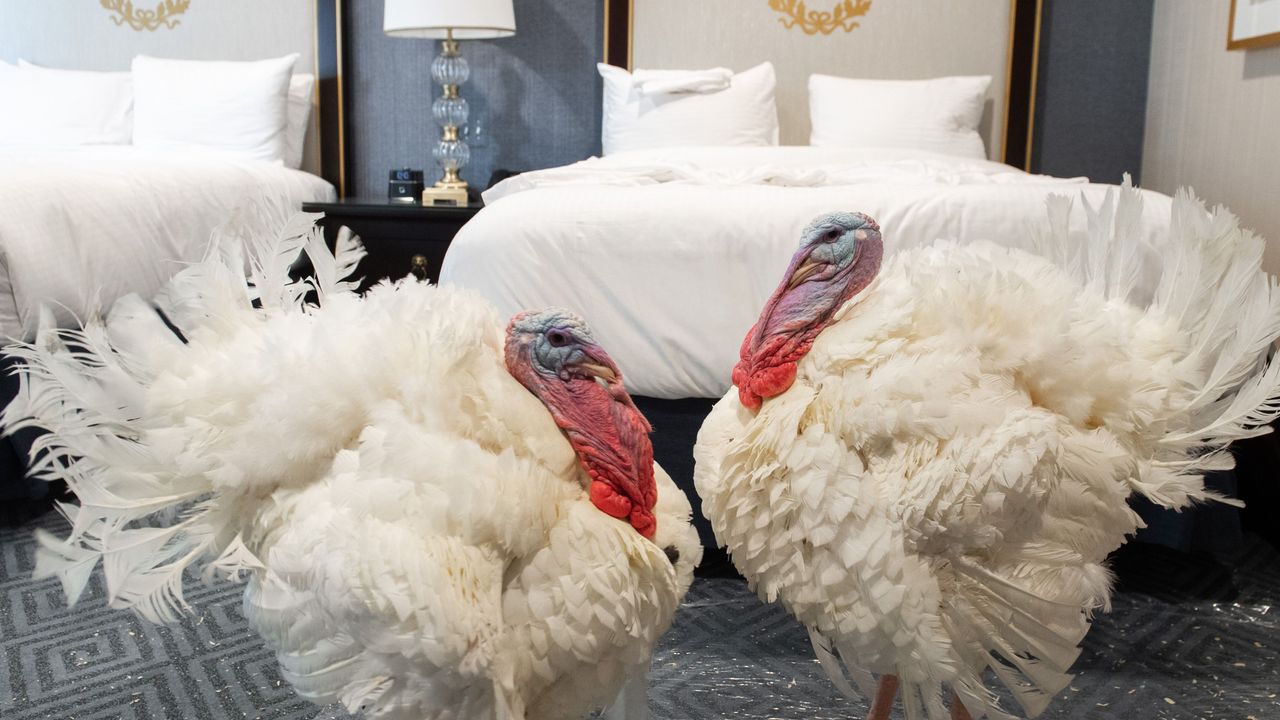 Corn and Cob, a pair of turkeys that will be pardoned by Donald Trump, wait in their hotel room