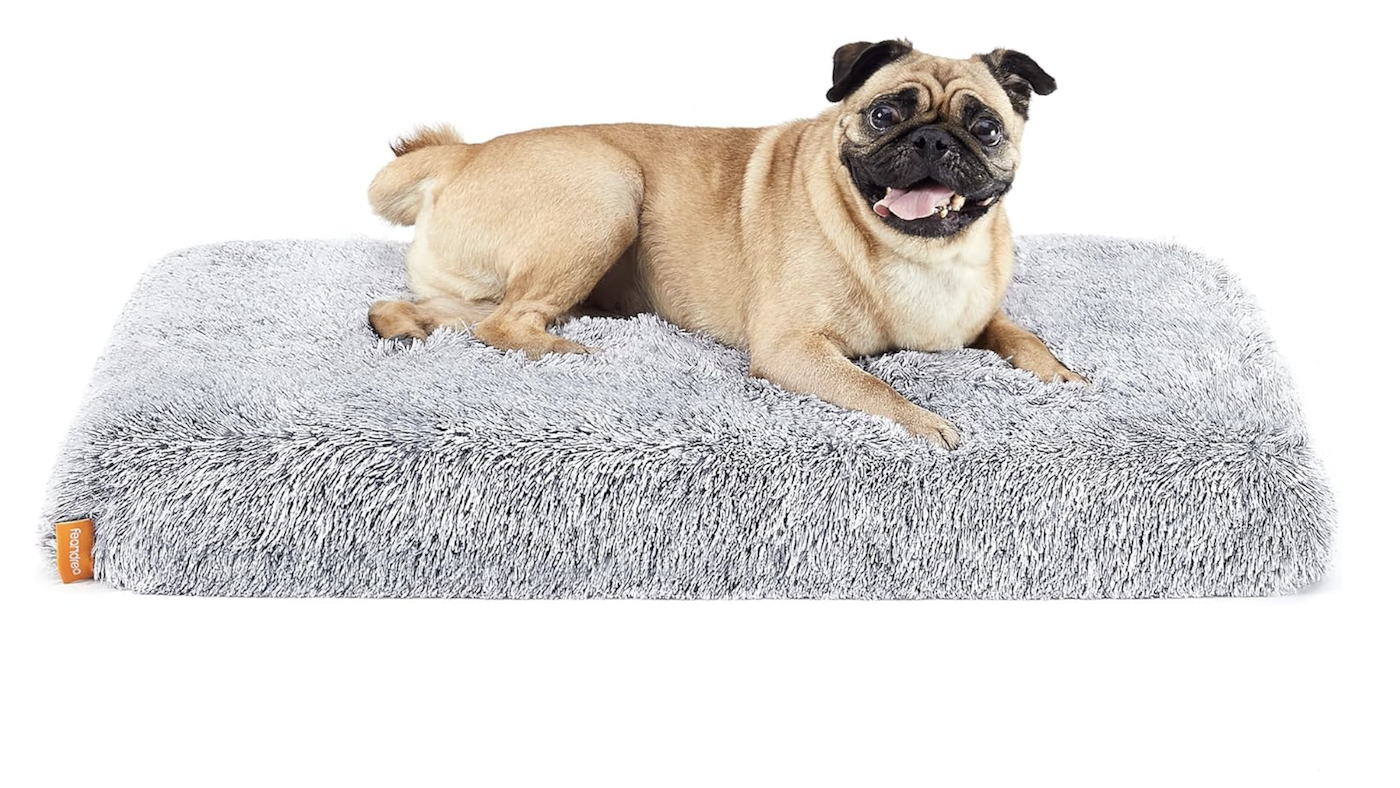 Pug on soft flat small dog bed