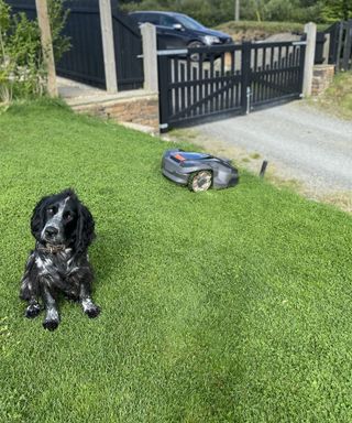 dog and robot lawn mower on a lawn
