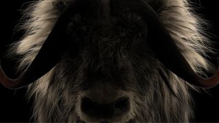 Houdini 20 review; a furry ox render