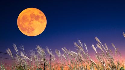 Harvest Moon: The full moon and Japanese pampas grass. The harvest moon and Japanese pampas grass. The harvest moon and Japanese pampas grass. - stock photo