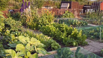 An allotment garden in summer