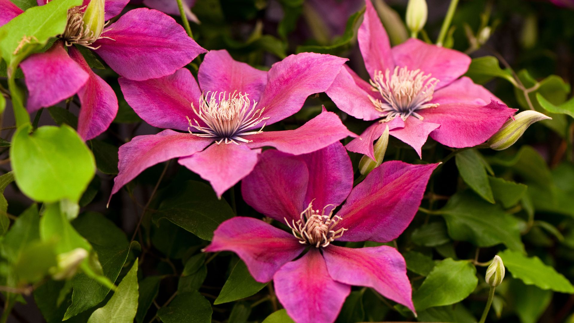 How to grow clematis the best climbing flowers for your fences and