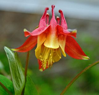 In incredibly detailed notebooks, Thoreau documented the flowering times of species such as the wild columbine.