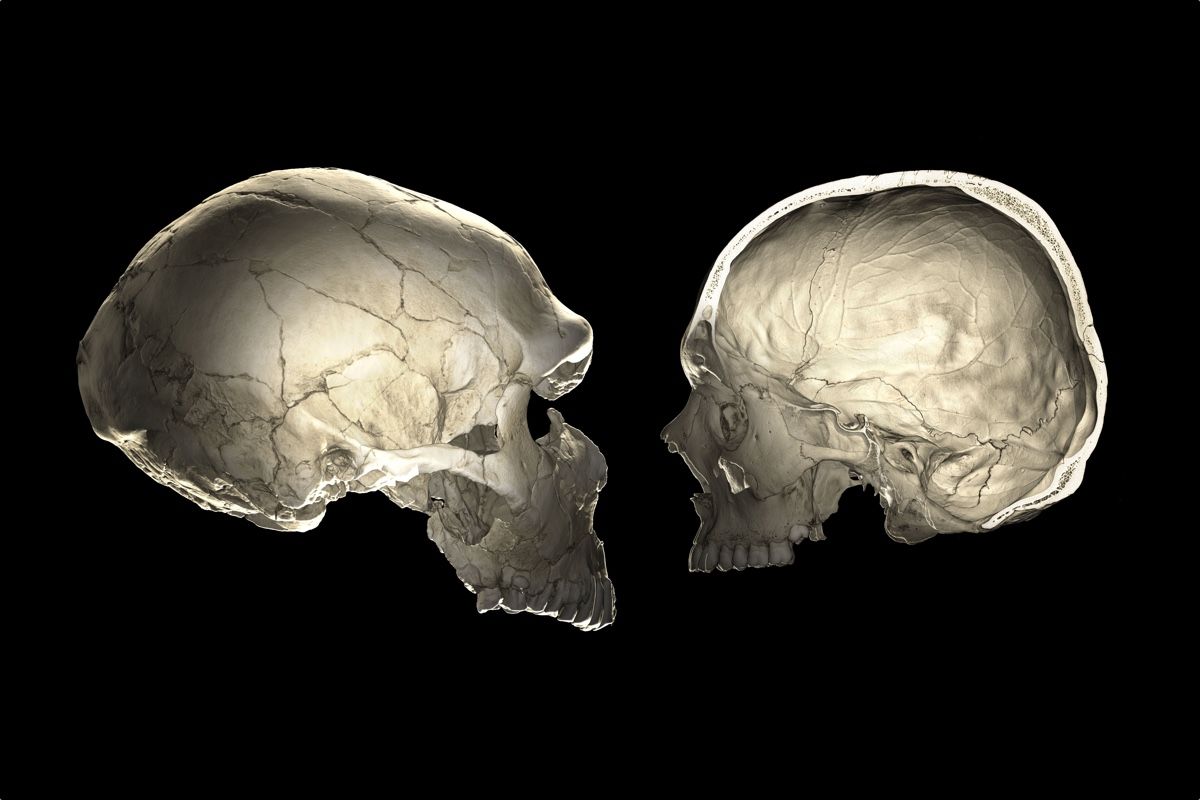 One of the features that distinguishes modern humans (right) from Neandertals (left) is a globular shape of the braincase.