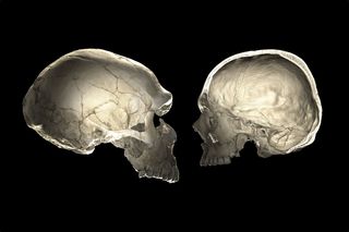 Do You Carry Neanderthal Dna The Shape Of Your Skull May Tell Live Science