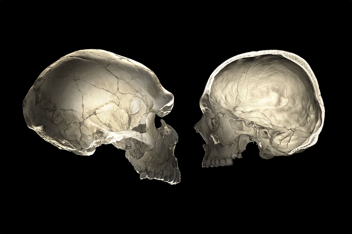 Dutch Neanderthal's Face Revealed