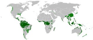 Rainforests are found on every continent except Antarctica. Map shows tropical rainforests in dark green and temperate rainforests in light green.