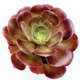 Aeonium 'Blushing Beauty' Succulent Plant