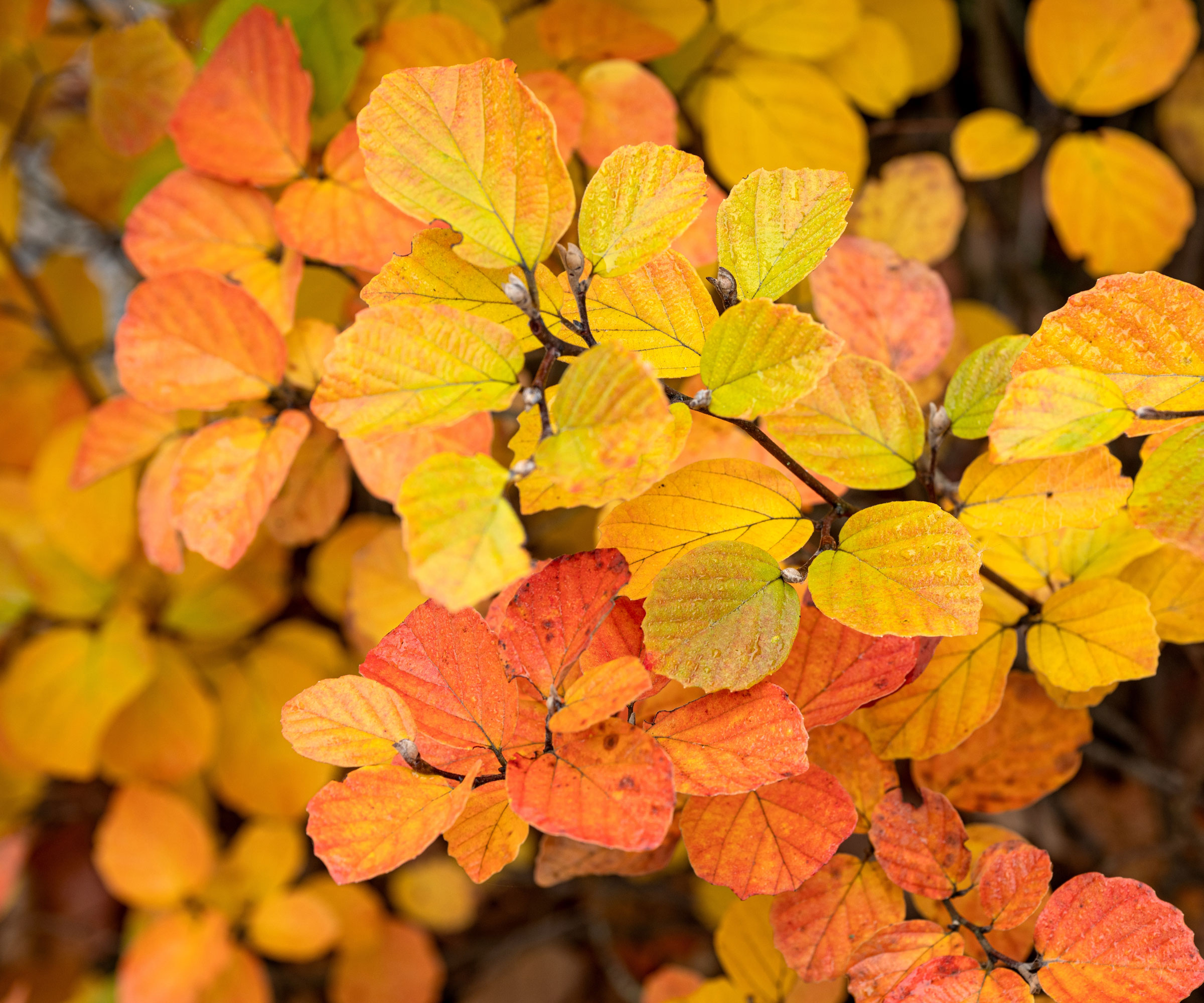dwarf fothergilla with gold and red leaves
