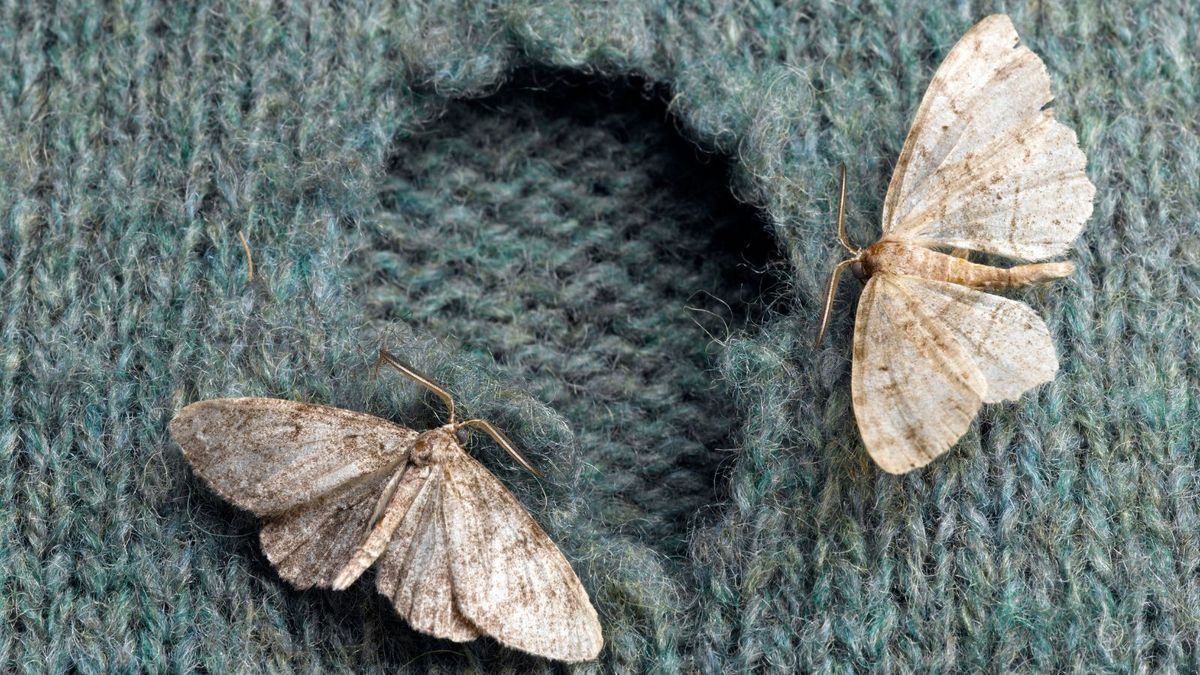 How to get rid of moths with vinegar: 4 simple solutions