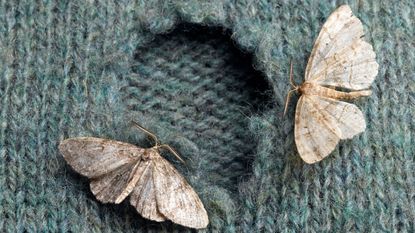 Two moths on a blue, holey sweater