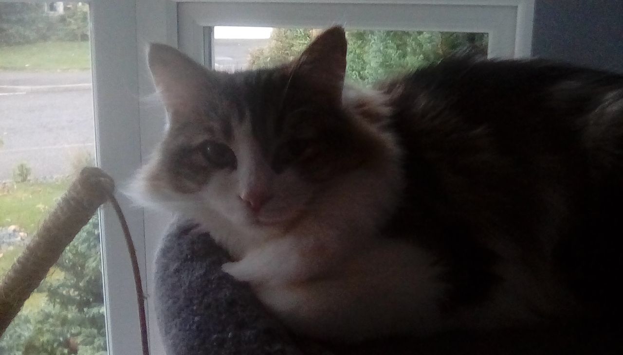 This indoor photo is noisy and pixelated